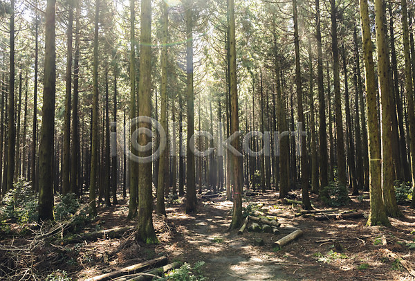 사람없음 JPG 포토 관광지 나무 봄 봄여행 사려니숲 숲 야외 자연 제주도 주간 풍경(경치) 햇빛