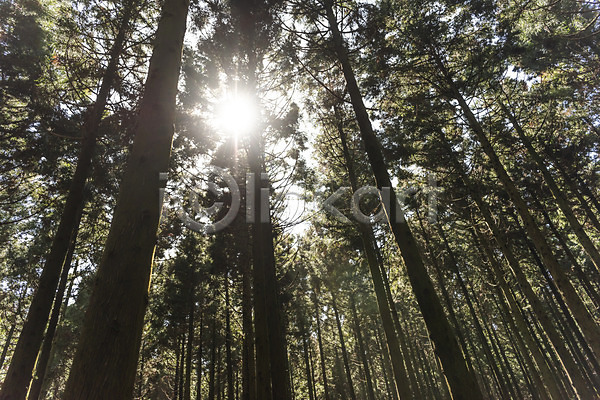 사람없음 JPG 로우앵글 포토 관광지 나무 봄 봄여행 사려니숲 숲 야외 자연 제주도 주간 태양 풍경(경치) 햇빛