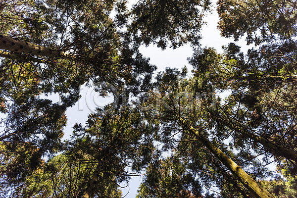 사람없음 JPG 로우앵글 포토 관광지 나무 봄 봄여행 사려니숲 야외 자연 제주도 주간 편백나무 풍경(경치) 하늘