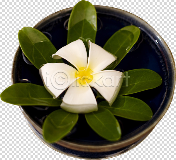 사람없음 PNG 편집이미지 그릇 꽃 나뭇잎 물 수중식물 오브젝트 편집소스 프랜지파니 플루메리아