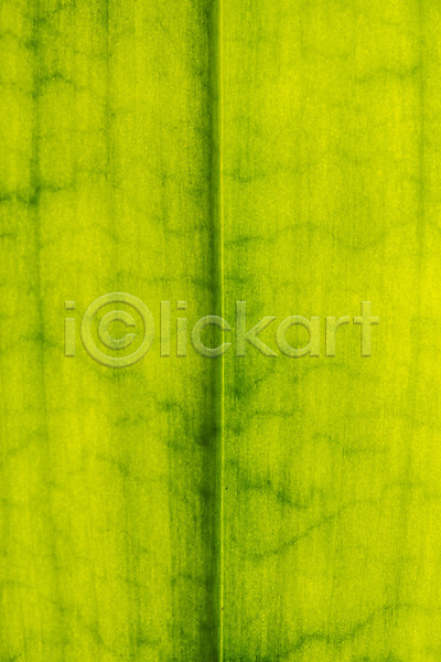 사람없음 JPG 근접촬영 포토 백그라운드 스튜디오촬영 실내 오브젝트 잎 초록색 카피스페이스 표면