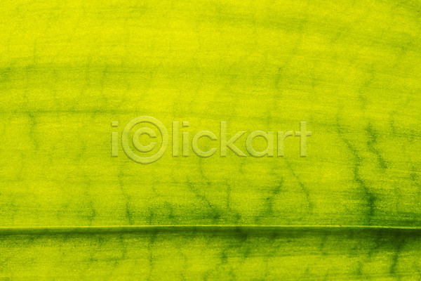 사람없음 JPG 근접촬영 포토 백그라운드 스튜디오촬영 실내 오브젝트 잎 초록색 카피스페이스 표면