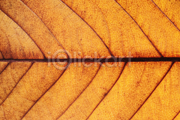 사람없음 JPG 근접촬영 포토 가을(계절) 갈색 낙엽 단풍 백그라운드 스튜디오촬영 실내 오브젝트 재질 질감 카피스페이스 표면