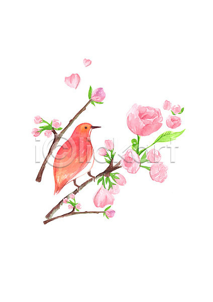 사람없음 PSD 일러스트 꽃 꽃가지 번짐 봄 분홍색 붓터치 수채화(물감) 조류 캘리그라피 한마리