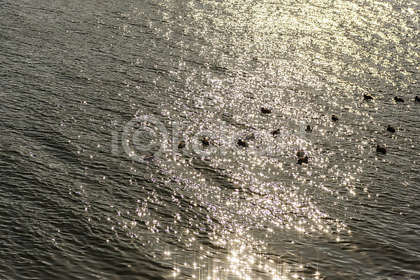 사람없음 JPG 포토 강 겨울 경기도 경인아라뱃길 야외 여러마리 오리 인천 자연 주간 풍경(경치) 햇빛