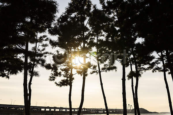사람없음 JPG 포토 겨울 경기도 경인아라뱃길 바다 소나무 야외 영종대교 인천 자연 주간 태양 풍경(경치) 햇빛