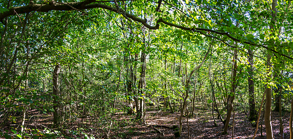 따뜻함 사람없음 JPG 포토 해외이미지 계절 공원 광선 그림자 나무 낙엽 내추럴 맑음 목재 빛 삼림지대 숲 아침 안개 오솔길 자연 초록색 태양 해외포토 햇빛 환경