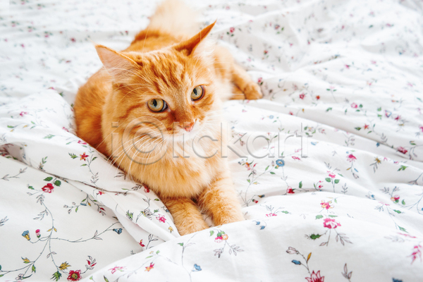 사람없음 JPG 포토 해외이미지 고양이 낮잠 반려동물 반려묘 시트 실내 이불 침대 한마리 햇빛