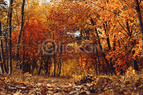 사람없음 JPG 소프트포커스 포토 해외이미지 가을(계절) 공원 길 나무 낙엽 네덜란드 단풍나무 숲 야외 유럽 주간 풍경(경치)
