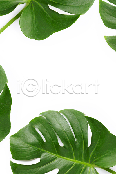 사람없음 JPG 포토 해외이미지 몬스테라 실내 열대잎 카피스페이스 흰배경
