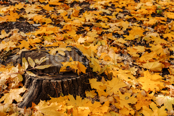 사람없음 JPG 포토 해외이미지 가을(계절) 나무밑둥 낙엽 노란색 단풍 백그라운드