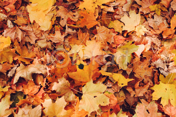 사람없음 JPG 포토 해외이미지 가을(계절) 갈색 낙엽 단풍 백그라운드 풍경(경치)