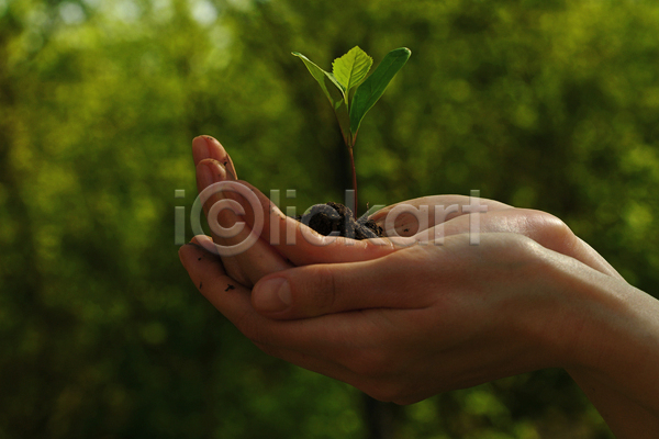 신체부위 JPG 아웃포커스 포토 해외이미지 나무 들기 백그라운드 새싹 손 초록색 흙 흙더미