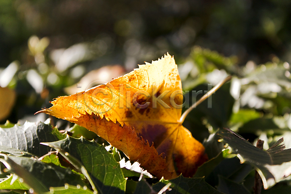 사람없음 JPG 포토 해외이미지 가을(계절) 겨울 계절 꽃 생태계 생태학 숲 식물 요정 잎 자연 태양 햇빛 환경