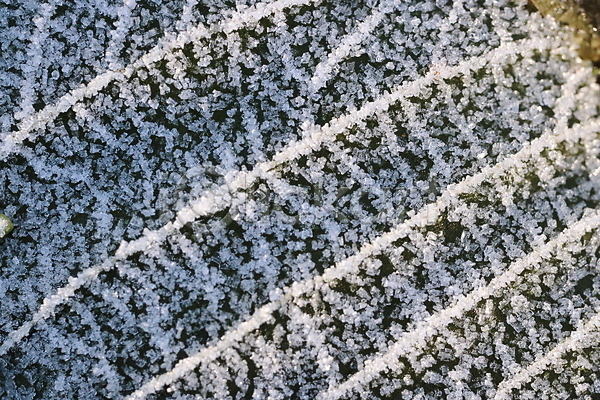 신선 추위 사람없음 JPG 포토 해외이미지 12월 가을(계절) 겨울 계절 날씨 내추럴 냉동 반투명 밭 백그라운드 빛 서리 숲 식물 아침 야외 얼음 잎 자연 질감 초록색 크리스마스 크리스탈 햇빛 흰색