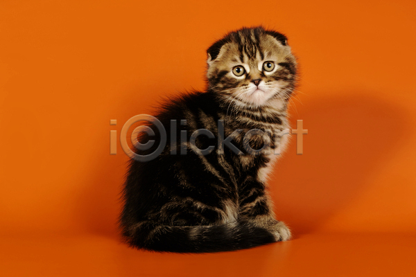 귀여움 사람없음 JPG 포토 해외이미지 고양이 반려동물 반려묘 새끼 스코티시폴드 실내 앉기 응시 주황색배경 한마리