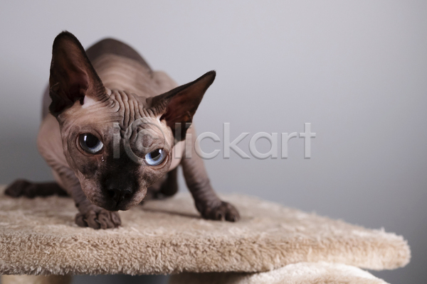 귀여움 사람없음 JPG 포토 해외이미지 고양이 반려동물 반려묘 스핑크스고양이 실내 엎드리기 응시 한마리 회색배경