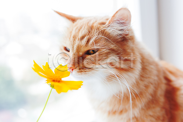사람없음 JPG 아웃포커스 포토 해외이미지 고양이 꽃 반려동물 반려묘 실내 창문 한마리 향기