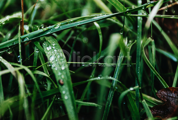 사람없음 JPG 소프트포커스 아웃포커스 포토 해외이미지 물방울 백그라운드 잎 자연 초록색 풀(식물)