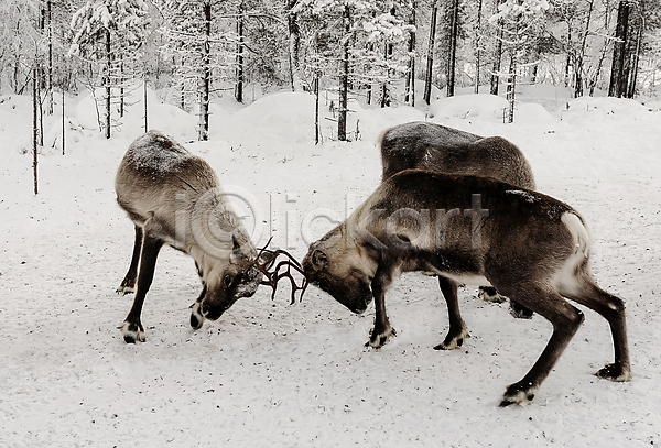 사람없음 JPG 포토 해외이미지 겨울 뿔 사슴 세마리 숲 싸움 야생동물 야외 유럽 주간 풍경(경치) 핀란드