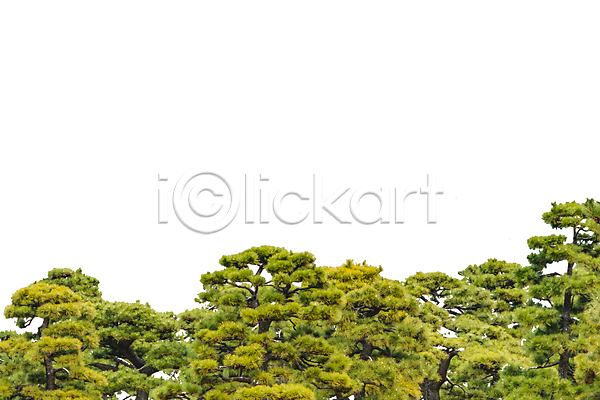 사람없음 JPG 포토 해외이미지 고립 나뭇가지 내추럴 백그라운드 뷰티 소나무 숲 식물 엘리먼트 잎 자르기 자연 정원 줄기 초록색 흰색
