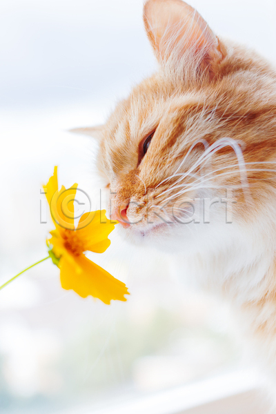 사람없음 JPG 아웃포커스 포토 해외이미지 고양이 꽃 반려동물 반려묘 실내 한마리 향기