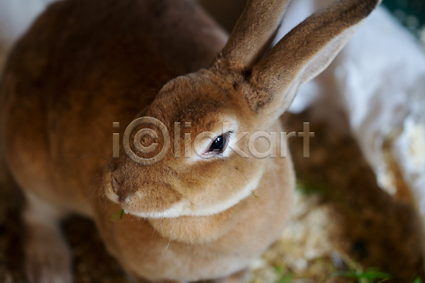 사람없음 JPG 아웃포커스 포토 해외이미지 갈색 농장 야외 응시 주간 토끼 한마리