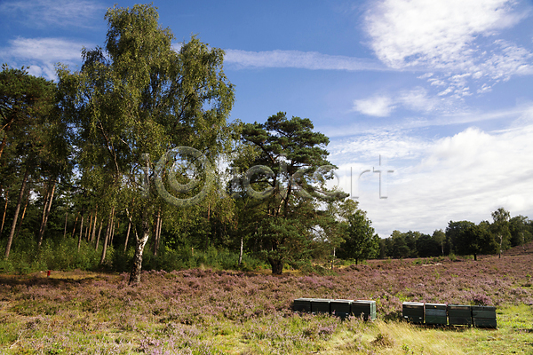 사람없음 JPG 포토 해외이미지 개화 구름(자연) 꽃 나무 네덜란드 숲 여름(계절) 자연 파노라마 파란색 풍경(경치) 하늘