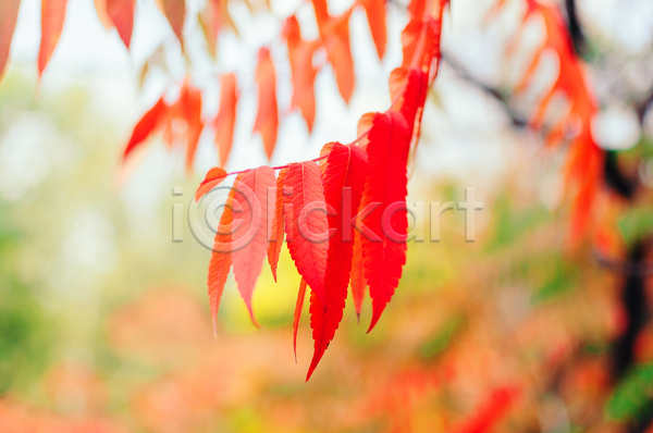 사람없음 JPG 아웃포커스 포토 해외이미지 가을(계절) 낙엽 백그라운드 빨간색 야외
