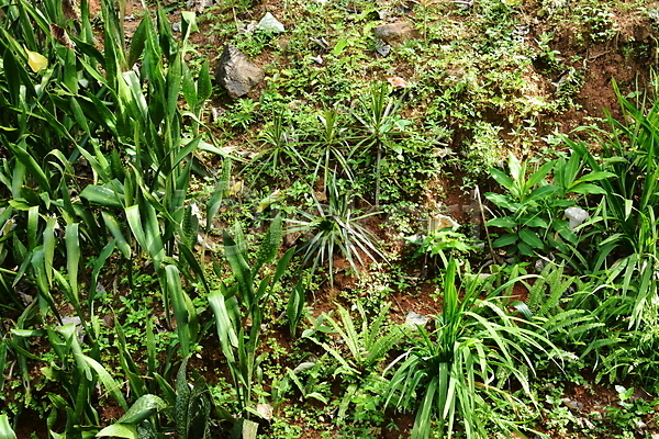 사람없음 JPG 포토 해외이미지 내추럴 도시 시골 식물 아시아 야외 잎 자연 조경 초록색 타운