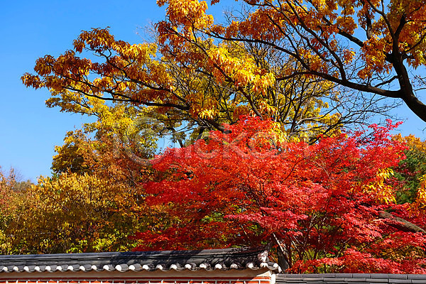 사람없음 JPG 포토 해외이미지 가을(계절) 가을풍경 기와담장 단풍 단풍나무 야외 자연 주간 풍경(경치) 하늘