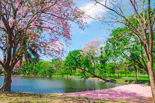 사람없음 JPG 포토 해외이미지 공원 나무 방콕 벚꽃 봄 야외 자연 주간 태국 풍경(경치) 하늘 호수