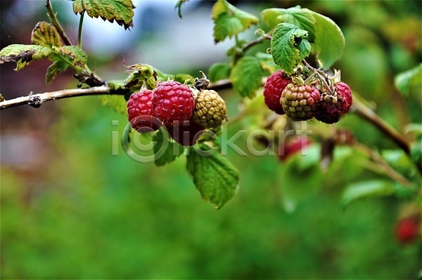 사람없음 JPG 포토 해외이미지 계절 과일 내추럴 빨간색 산딸기 식물 야외 여름(계절) 열매 유기농 음식 자연 정원 태양
