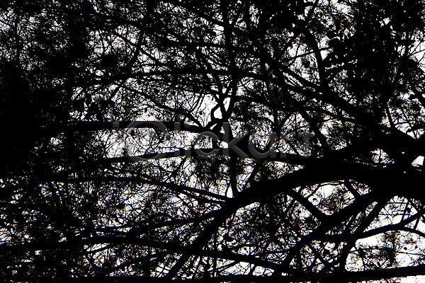 성장 신선 사람없음 JPG 포토 해외이미지 갈대(식물) 건너기 공원 꽃무늬 나무 나뭇가지 숲 식물 이국적 잎 자연 정원 지팡이 초록색