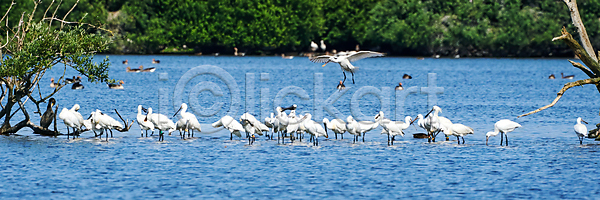 보호 사람없음 성인 JPG 옆모습 포토 해외이미지 관찰 그룹 깃털 나무 내추럴 네덜란드 동물 목 물 물새 반사 부리 서기 석호 습지 씻기 야생동물 야외 연못 유럽 자연 전신 조류 해외포토 호수 환경 황무지 흰색