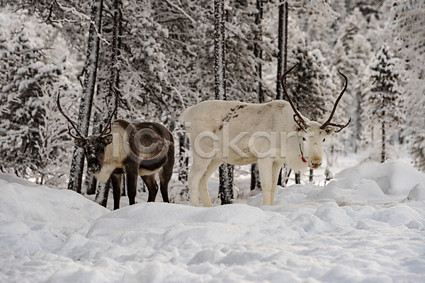 사람없음 JPG 포토 해외이미지 겨울 공원 사슴 설원 숲 야생동물 야외 유럽 주간 풍경(경치) 핀란드