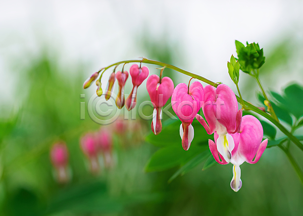 사랑 사람없음 JPG 포토 해외이미지 계절 깨짐 꽃 녹색배경 닫기 백그라운드 벚꽃 봄 분홍색 뷰티 식물 원예 정원 초록색 하트