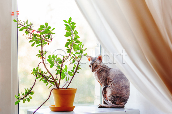 귀여움 사람없음 JPG 포토 해외이미지 고양이 뒤돌아보기 반려동물 반려묘 스핑크스고양이 식물 실내 앉기 창가 창문 커튼 한마리 화분