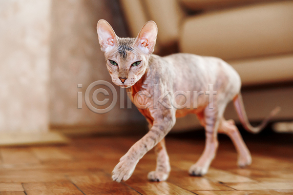 귀여움 사람없음 JPG 아웃포커스 포토 해외이미지 걷기 고양이 바닥 반려동물 반려묘 스핑크스고양이 실내 한마리