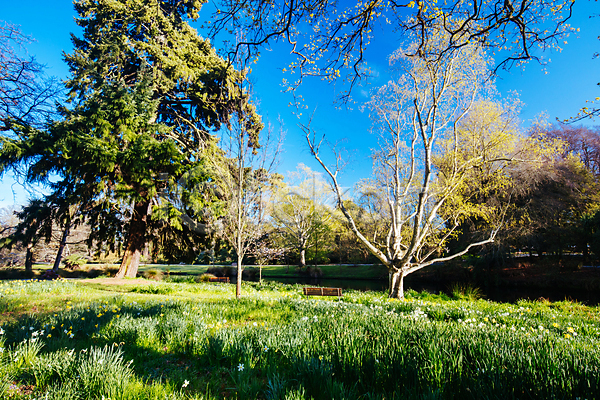 사람없음 JPG 포토 해외이미지 그리너리 꽃 꽃무늬 내추럴 뉴질랜드 벚꽃 벤치 봄 수선화 식물 온실 원예 이국적 잎 자연 정원 초록색 햇빛