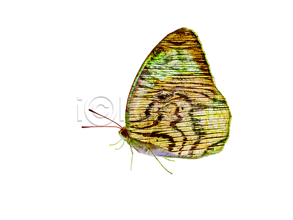 보호 사랑 사람없음 JPG 포토 해외이미지 고립 곤충 구름(자연) 나비 날개(비행) 더블 동물 목재 묘사 미술 바람 백그라운드 뷰티 안전 야생동물 야외 여름(계절) 자연 질감 캐릭터 하늘 환경