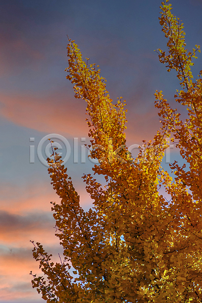 사람없음 JPG 포토 해외이미지 가을(계절) 계절 나무 노란색 잎 자연 파란색 풍경(경치) 하늘