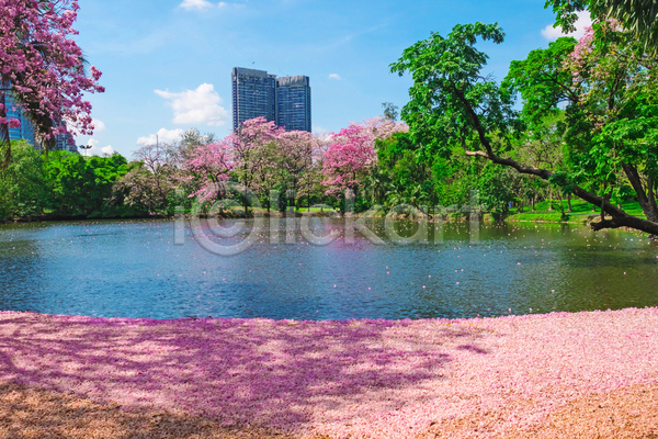 사람없음 JPG 포토 해외이미지 건물 공원 나무 도시 방콕 벚꽃 봄 야외 자연 주간 태국 풍경(경치) 하늘 호수