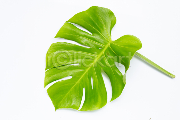 사람없음 JPG 포토 해외이미지 몬스테라 실내 열대잎 한개 흰배경