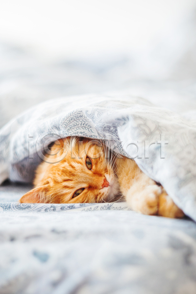 사람없음 JPG 포토 해외이미지 고양이 반려동물 반려묘 실내 안락 이불 침대 한마리 햇빛