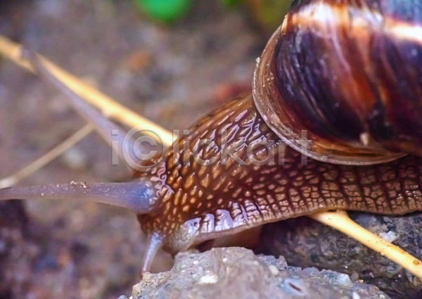 사람없음 JPG 근접촬영 아웃포커스 포토 해외이미지 기어가기 달팽이(동물) 땅 머리 야외 주간 한마리