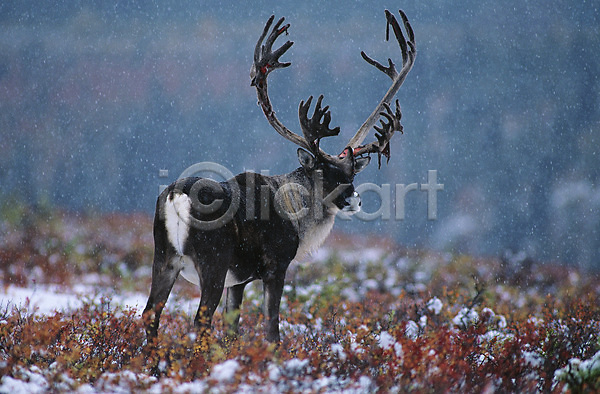 고독 추위 사람없음 JPG 포토 해외이미지 겨울 멀리 북아메리카 뿔 사슴 서기 야생동물 야외 자연 전신 한마리