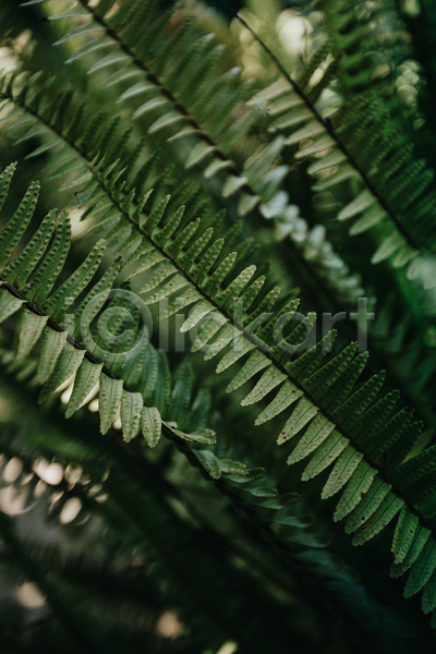 사람없음 JPG 아웃포커스 포토 해외이미지 백그라운드 잎 자연 초록색 풀(식물)