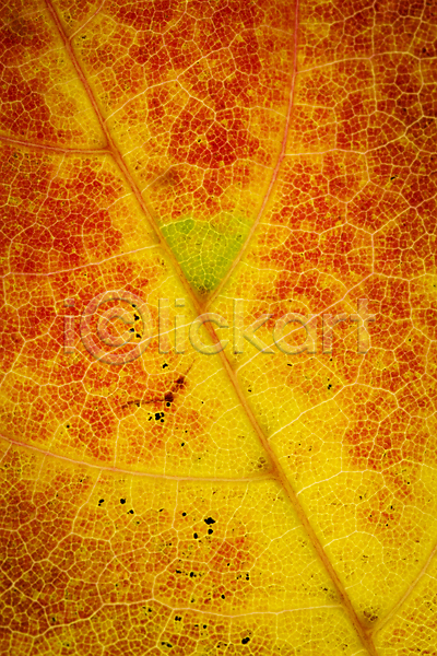 사람없음 JPG 포토 해외이미지 10월 11월 가을(계절) 계절 그런지 나무 내추럴 노란색 디자인 묘사 백그라운드 벽지 빨간색 숲 식물 야외 어둠 오렌지 잎 자연 장식 지도 질감 초록색 추상 컬러풀 패턴