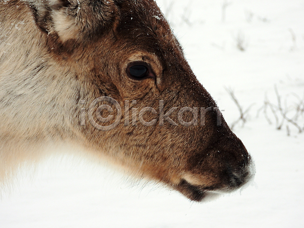 사람없음 JPG 근접촬영 포토 해외이미지 겨울 노르웨이 사슴 야생동물 야외 주간